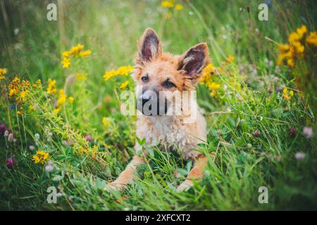 Vecchio cucciolo di cane da pastore tedesco (Westerwälder Kuhhund) Foto Stock