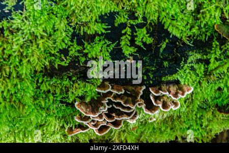 California Fung, funghi di coda di tacchino, Trametes versicolor Growing ona muschio ricoperto di vecchi tronchi di alberi in decomposizione in una foresta Foto Stock