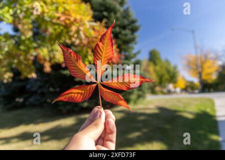 Foglia d'autunno rossa e vivace tenuta tra le dita - sfondo sfocato di alberi e cielo - giornata di sole. Presa a Toronto, Canada. Foto Stock