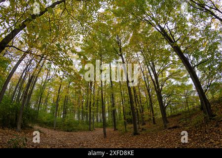 Foresta autunnale - vivace vegetazione gialla e verde contro un cielo limpido - tranquillo sentiero boschivo. Presa a Toronto, Canada. Foto Stock