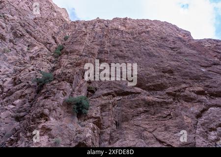 Le scogliere di roccia rossa erose sovrastano il fiume Todgha nelle gole di Todra, Marocco. Una testimonianza della bellezza naturale e del tempo geologico. Foto Stock