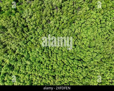 Vista aerea dall'alto della foresta di mangrovie. Vista drone di fitti alberi di mangrovie verdi cattura CO2. Verde alberi sfondo per la neutralità del carbonio e zero netto Foto Stock