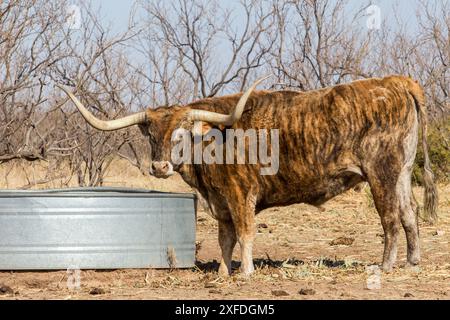 Texas longhorns in mostra, Palo duro Canyon State Park, Canyon, Texas. Foto Stock