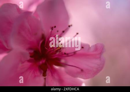 primo piano di un fiore di pesca rosa con un centro rosso. Il fiore è in piena fioritura e ha un aspetto delicato, quasi etereo. Foto Stock
