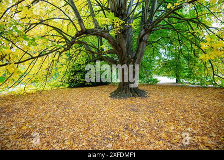Tilia Moltkei Tree nel parco Foto Stock