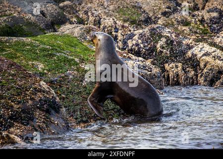 Leone marino, Faro Les Éclaireurs, Beagle Channel, Argentina giovedì 16 novembre, 2023. foto: David Rowland / One-Image.com Foto Stock