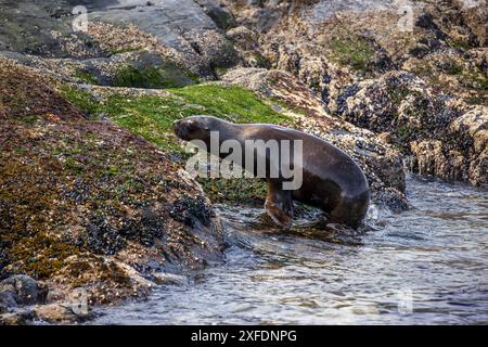 Leone marino, Faro Les Éclaireurs, Beagle Channel, Argentina giovedì 16 novembre, 2023. foto: David Rowland / One-Image.com Foto Stock