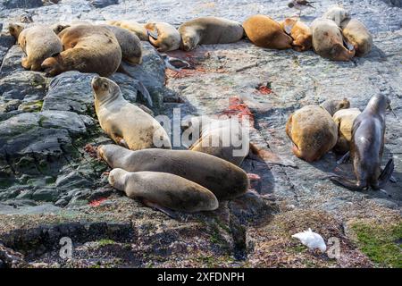 Leoni marini, Faro Les Éclaireurs, Beagle Channel, Argentina giovedì 16 novembre, 2023. foto: David Rowland / One-Image.com Foto Stock