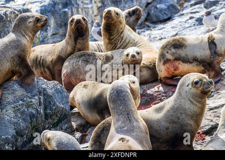 Leoni marini, Faro Les Éclaireurs, Beagle Channel, Argentina giovedì 16 novembre, 2023. foto: David Rowland / One-Image.com Foto Stock