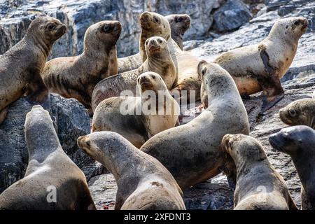 Leoni marini, Faro Les Éclaireurs, Beagle Channel, Argentina giovedì 16 novembre, 2023. foto: David Rowland / One-Image.com Foto Stock