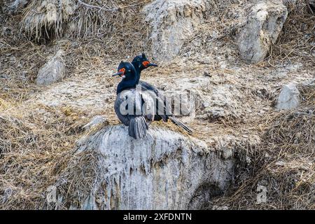 Rock Cormorant, Faro Les Éclaireurs, Beagle Channel, Argentina giovedì 16 novembre, 2023. foto: David Rowland / One-Image.com Foto Stock