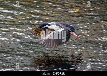 Blue eyed shag, Faro Les Éclaireurs, Beagle Channel, Argentina giovedì 16 novembre, 2023. foto: David Rowland / One-Image.com Foto Stock