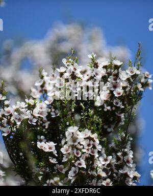 Api mellifere che raccolgono nettare da un albero di Manuka in nuova Zelanda. Foto Stock