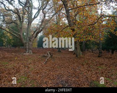 Castagno dolce Castanea sativa e antica quercia Pedunculata Quercus robur, Matley Wood, New Forest National Park, Hampshire, Inghilterra, Regno Unito, novembre 2020 Foto Stock