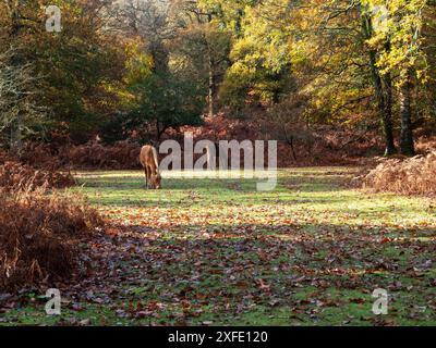 New Forest pony Equus caballus che pascolano su una pista erbosa attraverso boschi decidui in autunno, Islands Thorns Inclosure, New Forest National Park, Ham Foto Stock