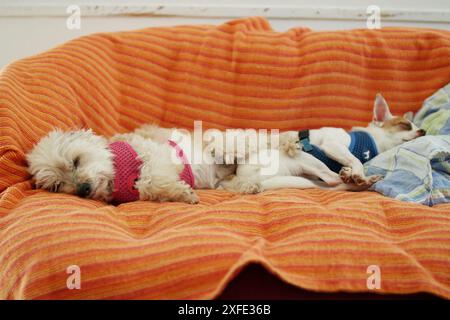 i simpatici cani adottivi e luminosi riposano a casa nel soggiorno sul divano. Ritratto di due cani che dormono Foto Stock