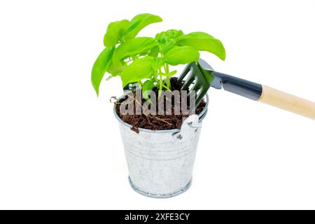 Pianta a foglia fresca in una piccola pentola di metallo usata come pentola, con forchetta da giardino, isolata su fondo bianco. Foto Stock