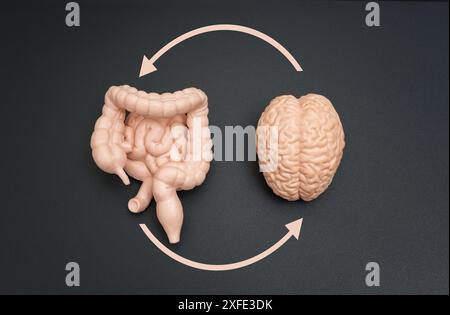 Modelli di cervello, intestino e colon collegati da frecce circolari su sfondo scuro. Presentazioni didattiche e scientifiche sull'apparato digerente neurale Foto Stock