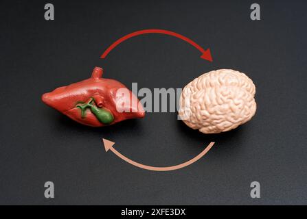 Modelli di fegato e cervello con frecce circolari sulla superficie scura. Concetto di connessione cervello-fegato. Foto Stock