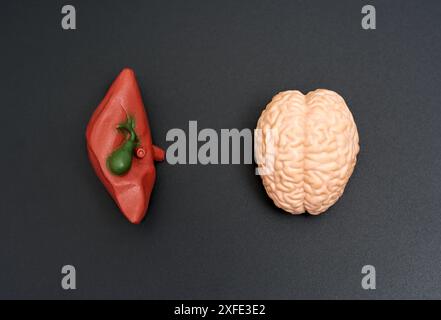 Modelli realistici di fegato e cervello posizionati fianco a fianco su una superficie nera. Foto Stock