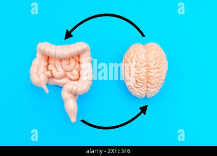 Modelli di cervello e intestini umani disposti su sfondo blu e interconnessi da frecce circolari nere. Foto Stock