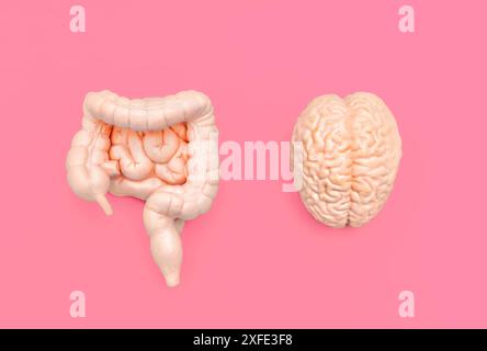 Modelli anatomici del cervello e dell'intestino posizionati fianco a fianco su sfondo rosa. Concetto di relazione mentale-intestino. Foto Stock