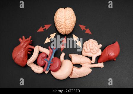 Modello anatomico che mostra il cervello e i vari organi collegati da frecce, simboleggiando l'interazione e la comunicazione all'interno del corpo umano. Foto Stock