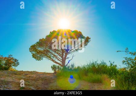 Incredibile vista dell'albero della saggezza di Los Angeles con il sole luminoso che splende direttamente sopra, creando un maestoso effetto alone. Foto Stock