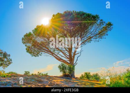 Wisdom Tree a Los Angeles si erge potente sotto il sole vibrante e i cieli limpidi, irradiando serenità e forza naturali. Foto Stock