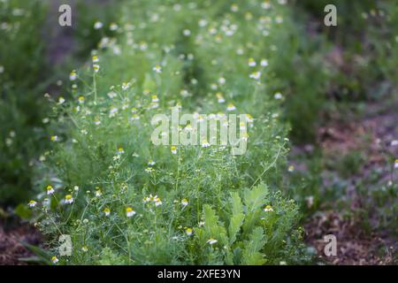 Fiori di camomilla. Ingredienti naturali per tè alle erbe, prodotti cosmetici e omeopatia. Foto Stock