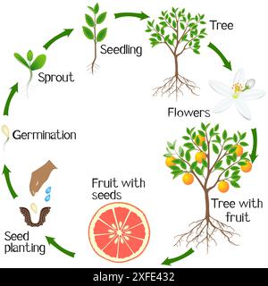 Ciclo di crescita di una pianta di pompelmo su sfondo bianco. Illustrazione Vettoriale