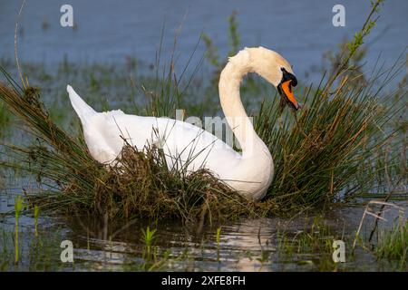 Francia, somme, Baie de somme, le Crotoy, Marais du Crotoy, Mute Swan (Cygnus olor) costruisce il suo nido tirando le radici di erbe acquatiche al bot Foto Stock