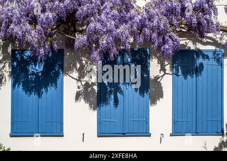 Francia, somme, Baie de somme, Saint-Valery-sur-somme, rue de la porte de Nevers, in piena fioritura Foto Stock