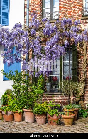 Francia, somme, Baie de somme, Saint-Valery-sur-somme, rue de la porte de Nevers, in piena fioritura Foto Stock