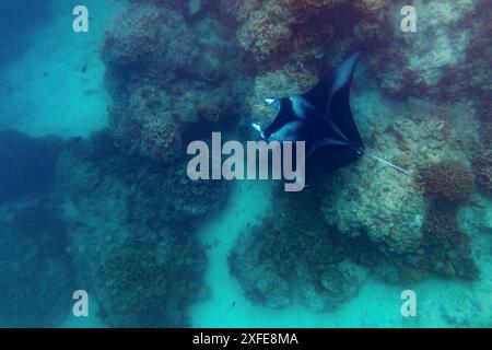 Polinesia francese, Isole della società, monitoraggio dei raggi Manta da parte del team Manta Tahara nella laguna di Bora Bora Foto Stock