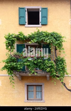 MALCESINE, ITALIA - 12 GIUGNO 2024: Graziose finestre con vigna nel centro storico Foto Stock