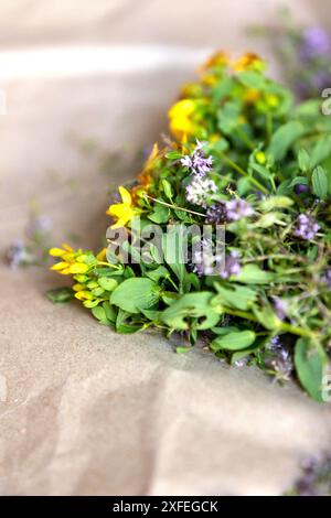 Hypericum perforatum, erba di San Giovanni e timo fiori freschi che si asciugano sulla carta Foto Stock