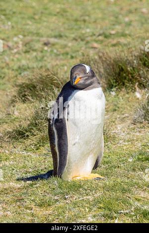 Pinguino Gentoo che guarda la macchina fotografica vicino alla spiaggia di Volunteer Point. Concentrazione selettiva sull'uccello Foto Stock