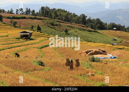 Gli agricoltori aiutano a raccogliere le orecchie di riso giallo dorato nelle risaie a terrazza nella provincia di Ban Pa Bong Piang Chiang mai, Thailandia Foto Stock