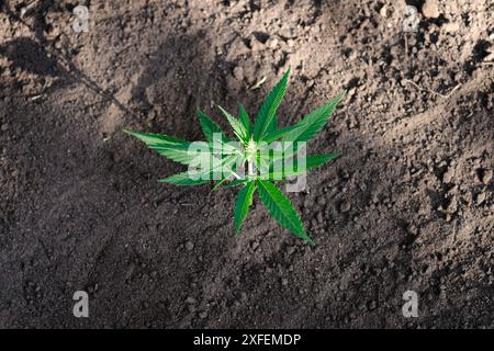 Bellissima pianta di cannabis fiorita con foglie di serrato verde. Uso in farmacia, erboristeria o come farmaco psicoattivo. giovane canapa spr Foto Stock