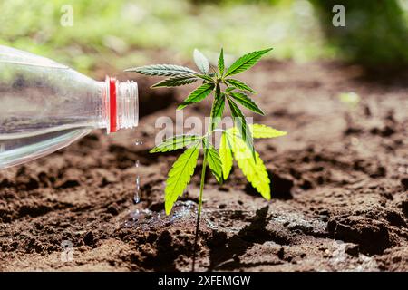 Piantagione di cannabis alla luce del sole. Coltivatore che si prende cura di annaffiare germoglio marijuana canapa verde Bush. Foto Stock