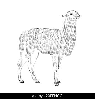 schizzo di animale. Lama. Illustrazione disegnata a mano Illustrazione Vettoriale