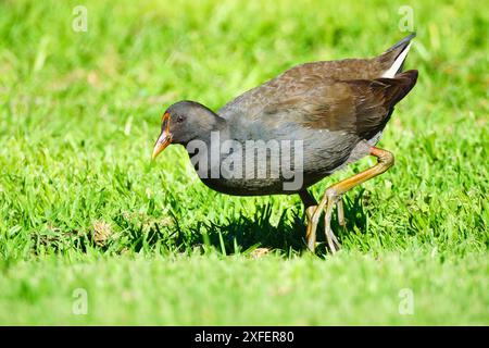 Un giovane Dusky Moorhen, Gallinula tenebrosa, con piumaggio quasi adulto, che si nutre sull'erba del lago Hersdman, Perth, Australia Occidentale. Foto Stock