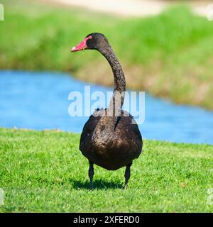 Un'immagine quadrata di un cigno nero, Cygnus atratus, alto con collo esteso, che mangia erba sul lago Herdsman a Perth, Australia occidentale, Foto Stock