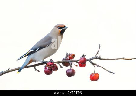 Waxwing boema (Bombycilla garrulus) arroccato su un ramoscello con frutti di bosco, Paesi Bassi. Foto Stock