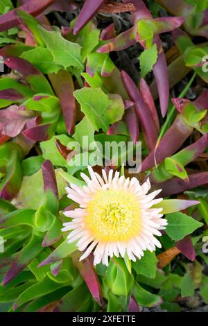 Fico ottentotto (Carpobrotus edulis) o iceplant da vicino con vegetazione, Alentejo, Portogallo. Foto Stock