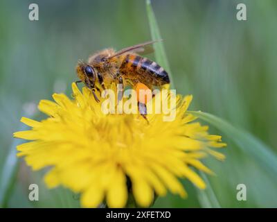 Api mellifere, api alveari (Apis mellifera mellifera), succhia il nettare e raccoglie il polline dai leoni, Germania, Renania-Palatinato Foto Stock