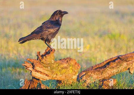 Corvo comune (Corvus corax), arroccato su deadwood in un prato, vista laterale, Spagna, Castilla la Mancha Foto Stock