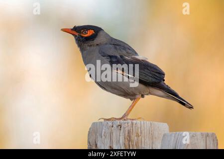bank mynah, Bank myna (Acridotheres ginginianus), arroccato su un palo di legno, vista laterale, Kuwait, Jahra Farm - Kuwait Foto Stock