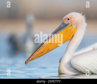 Pellicano bianco orientale (Pelecanus onocrotalus), adulto al lago Kerkini, un altro pellicano che nuota sullo sfondo, la Grecia, il lago Kerkini Foto Stock